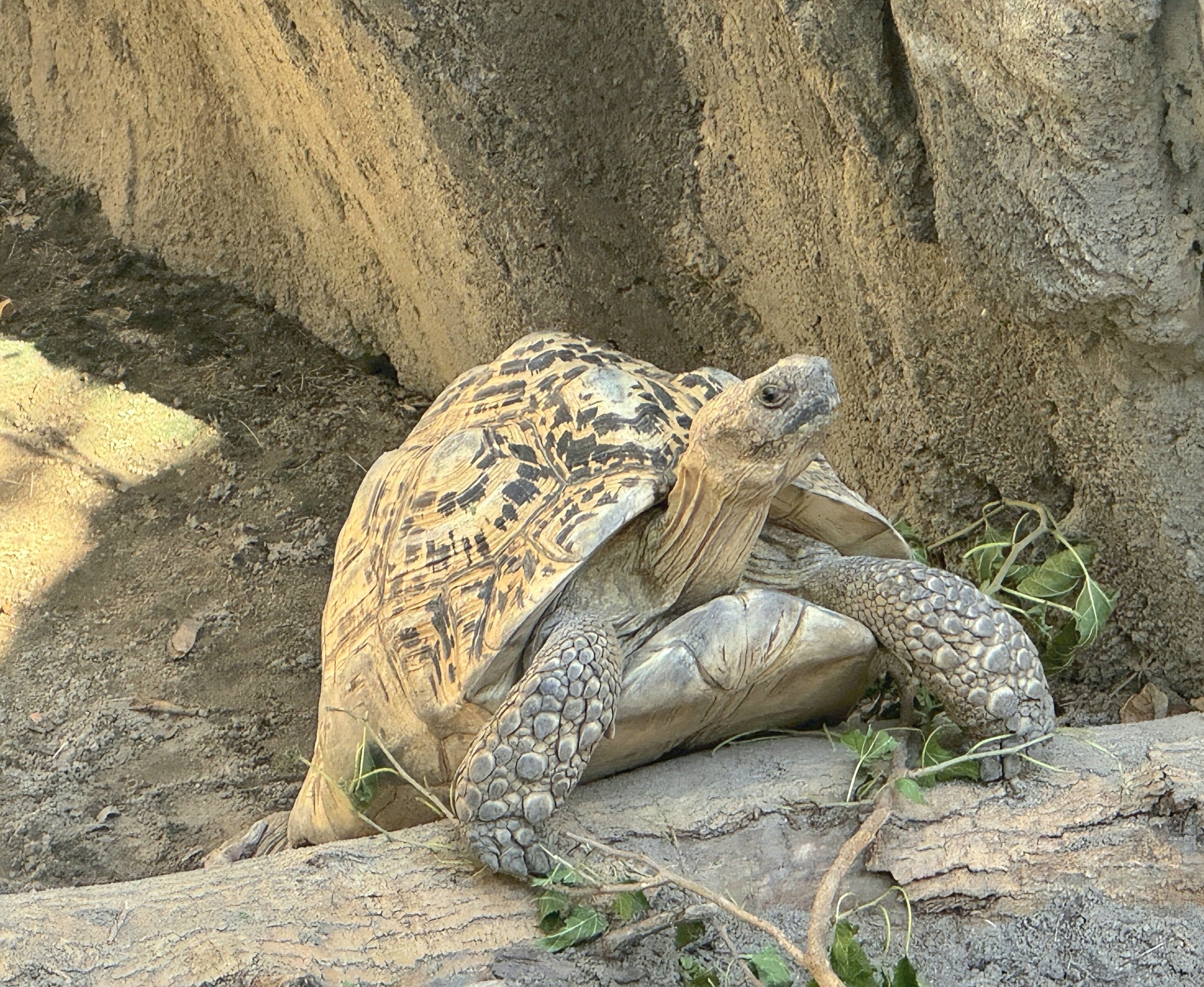 Leopard Tortoise - July 2025