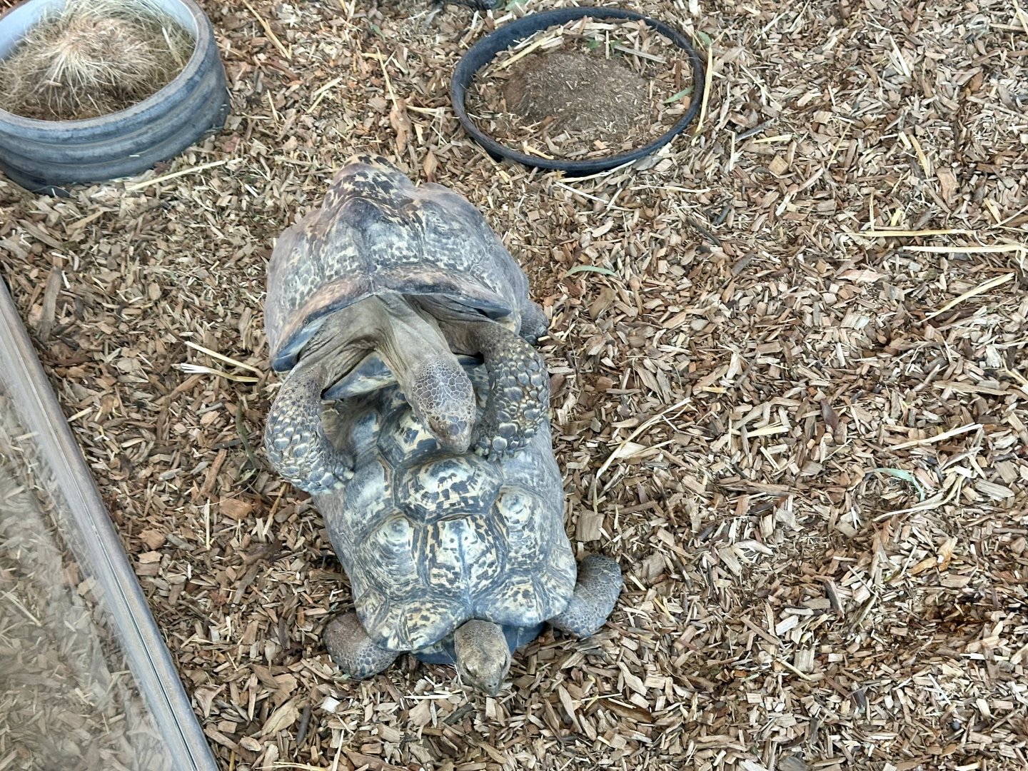 Leopard Tortoise Mating