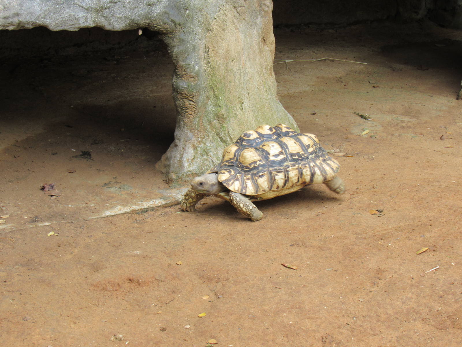 Leopard Tortoise on the move