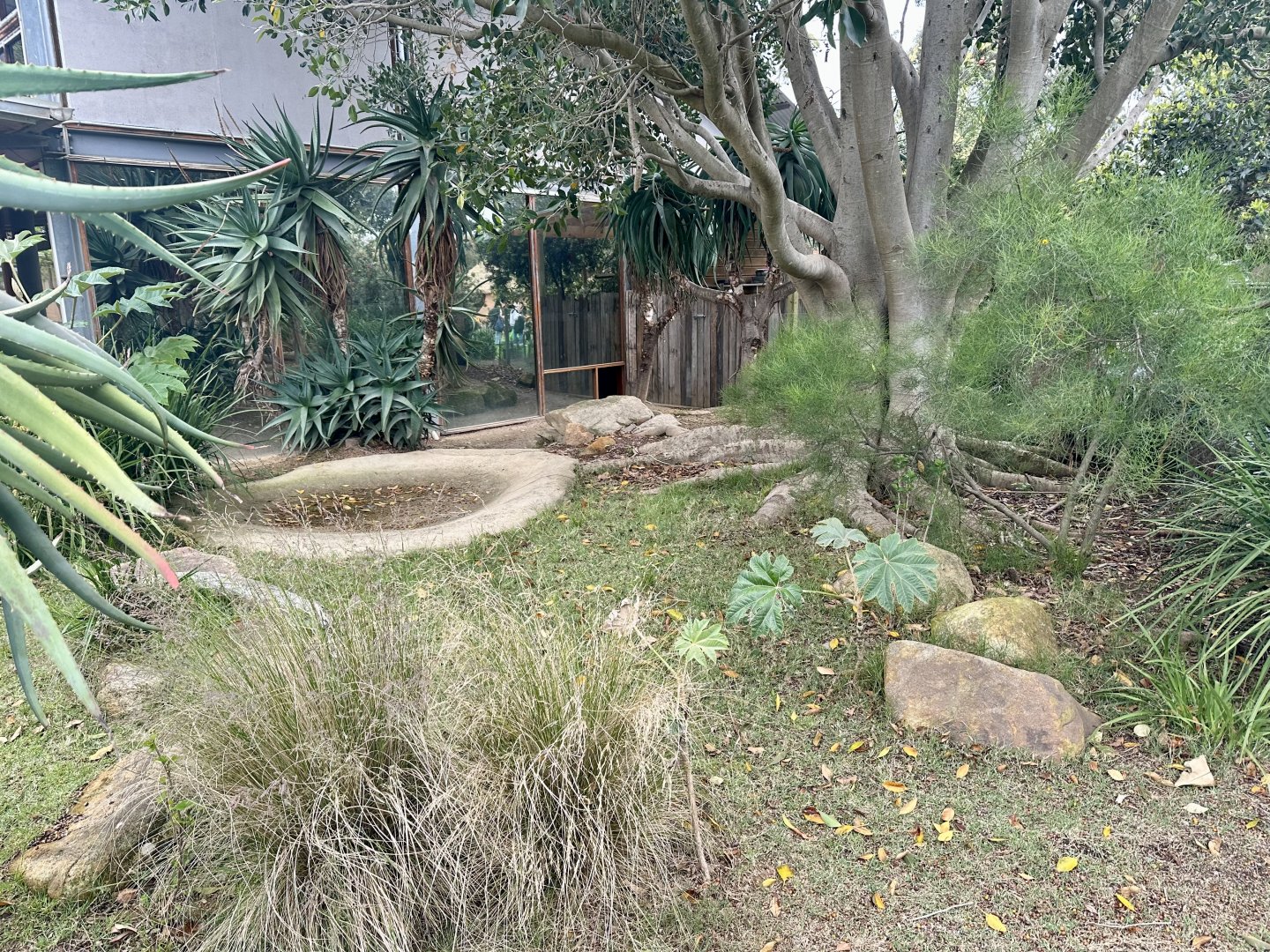 Leopard Tortoise Outdoor Exhibit