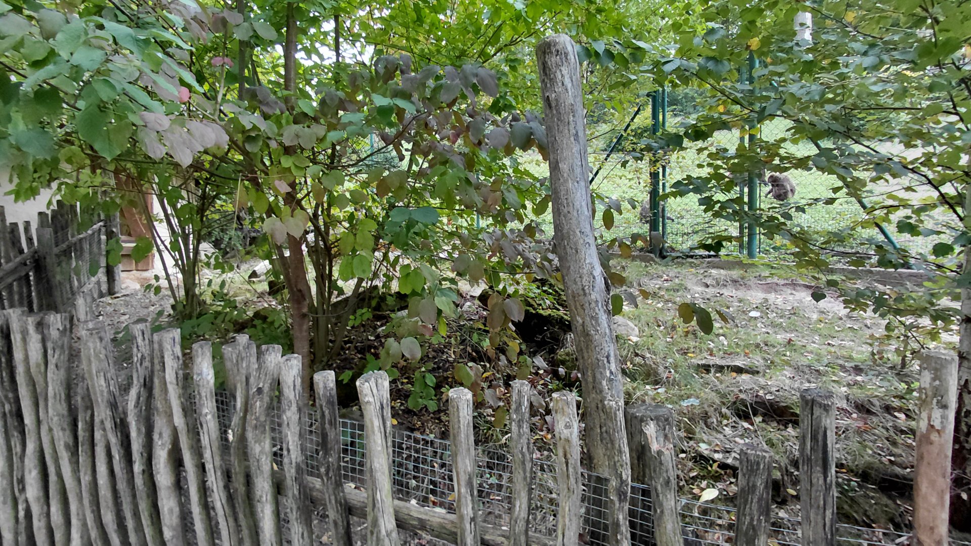 Leopard tortoise outdoor exhibit