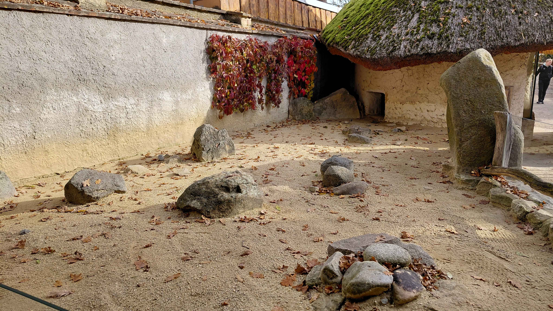 Leopard tortoise outdoor exhibit