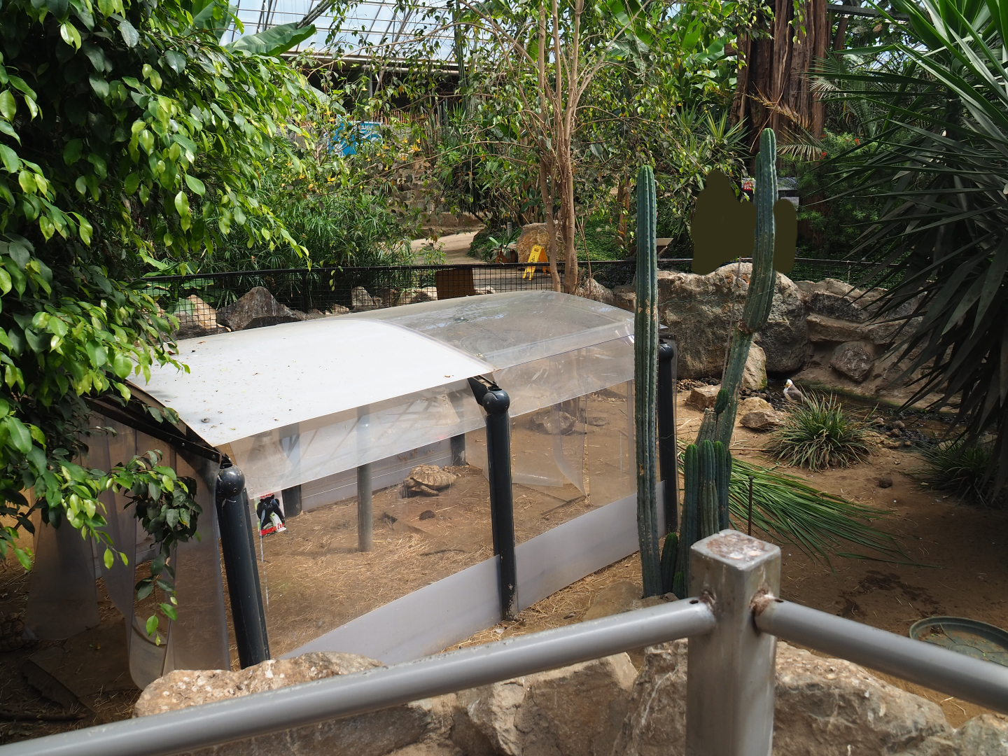 Leopard tortoise paddock, 2019-08-04