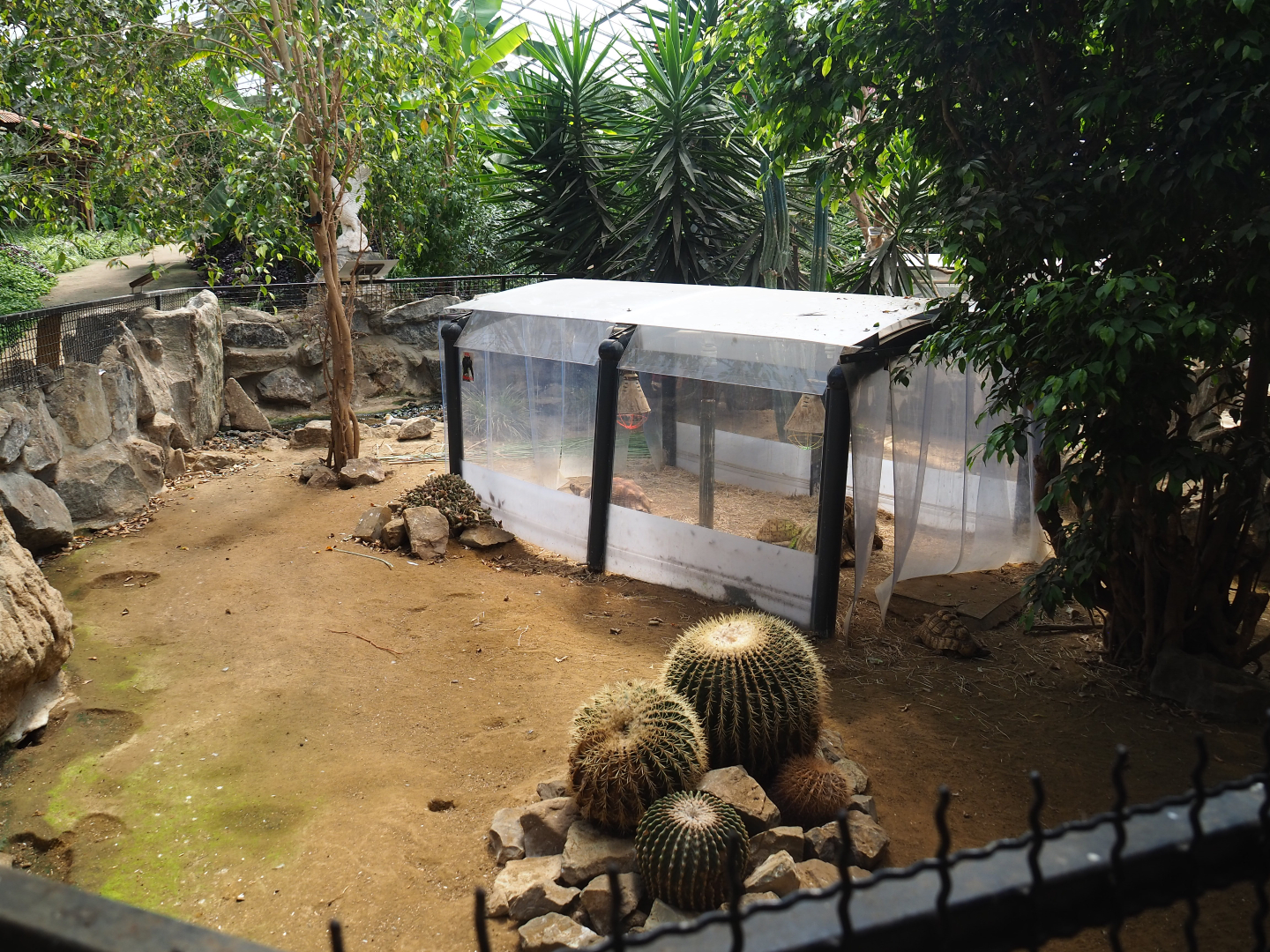 Leopard tortoise paddock, 2019-08-04