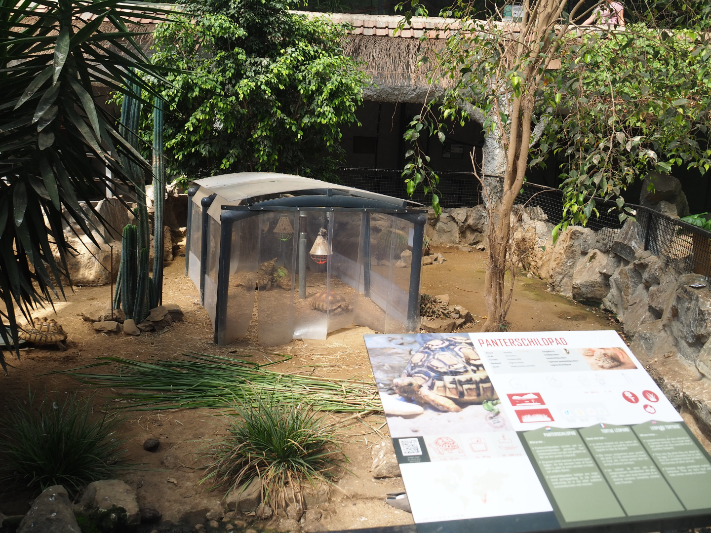 Leopard tortoise paddock, 2019-08-04