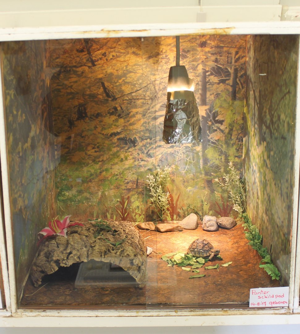 Leopard tortoise raising-enclosure