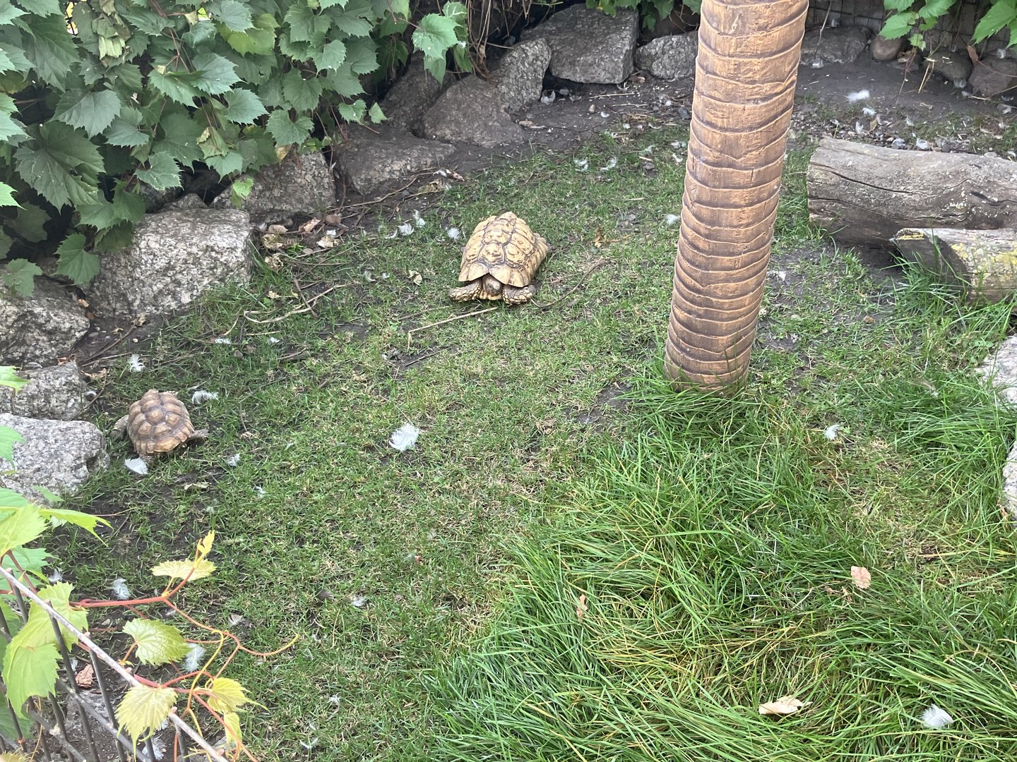Leopard Tortoise/Red Footed Tortoise Exhibit