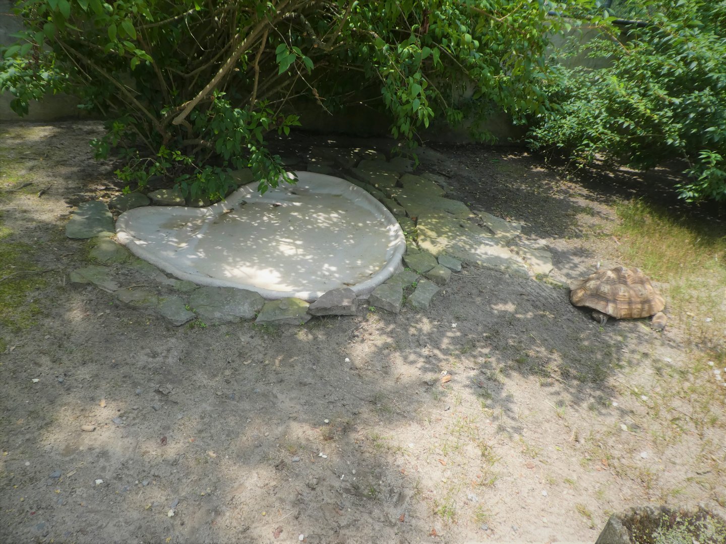 Leopard Tortoise & Russian Tortoise Exhibit