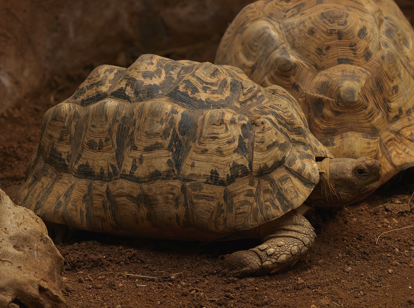 Leopard tortoise (Stigmochelys pardalis), 2014-10-19