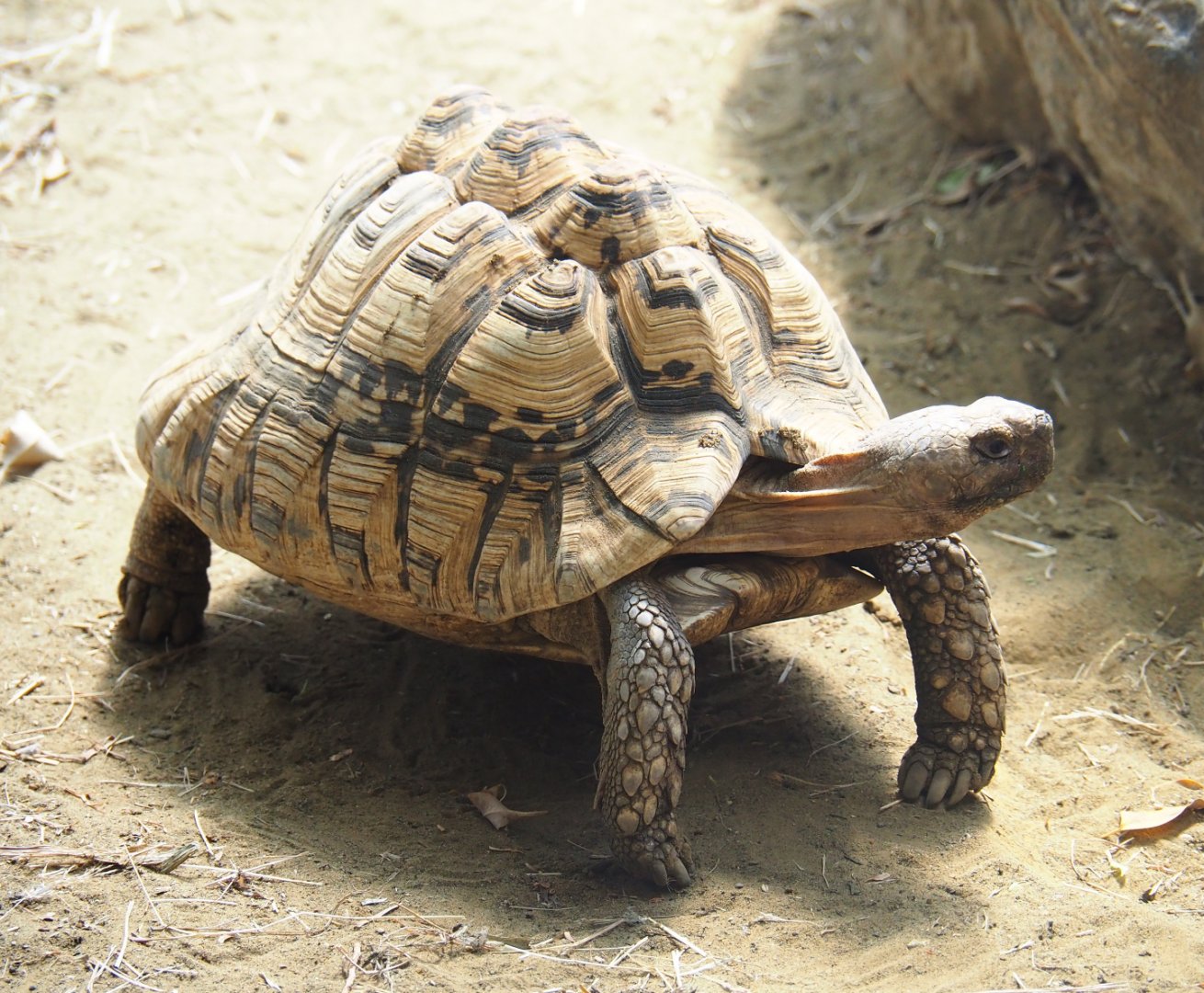 Leopard tortoise (Stigmochelys pardalis), 2019-08-04