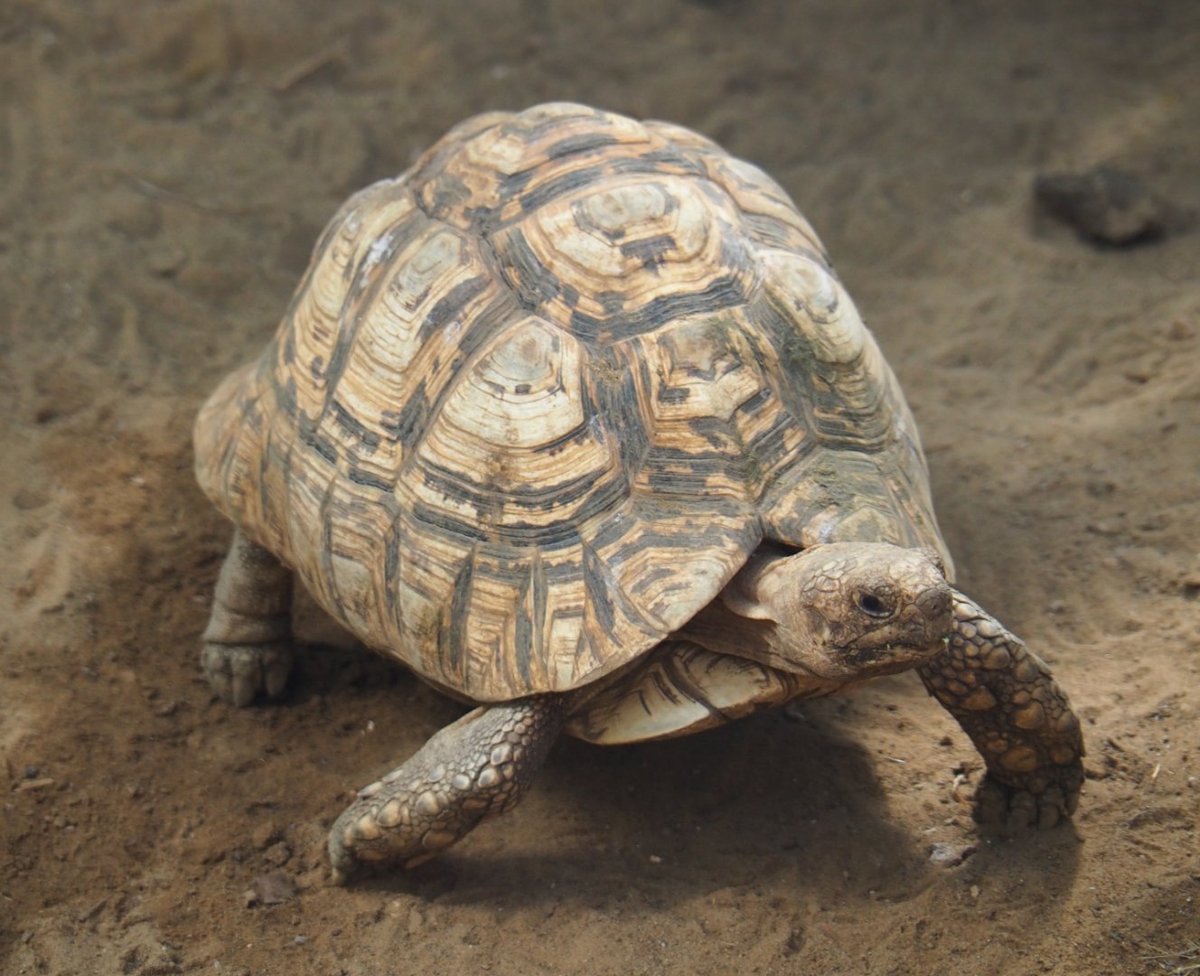 Leopard tortoise (Stigmochelys pardalis), 2020-06-20