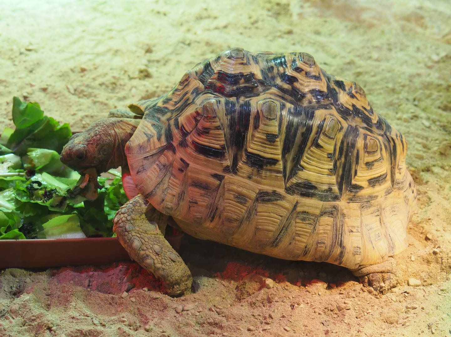 Leopard tortoise (Stigmochelys pardalis), 2020-09-02