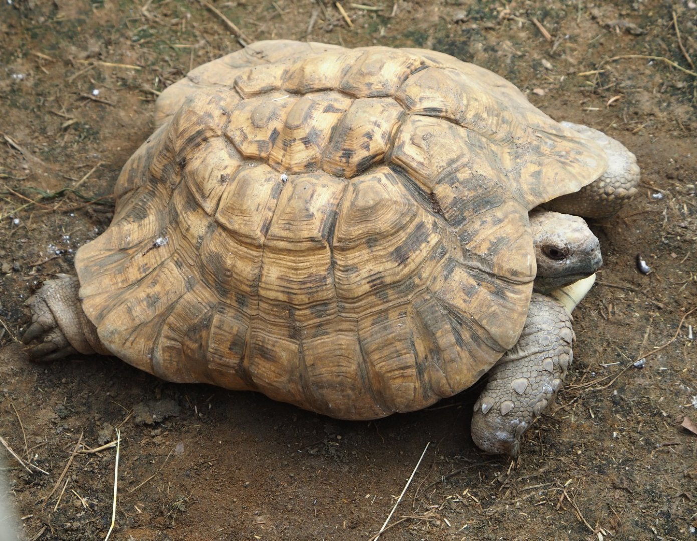 Leopard tortoise (Stigmochelys pardalis), 2021-06-15