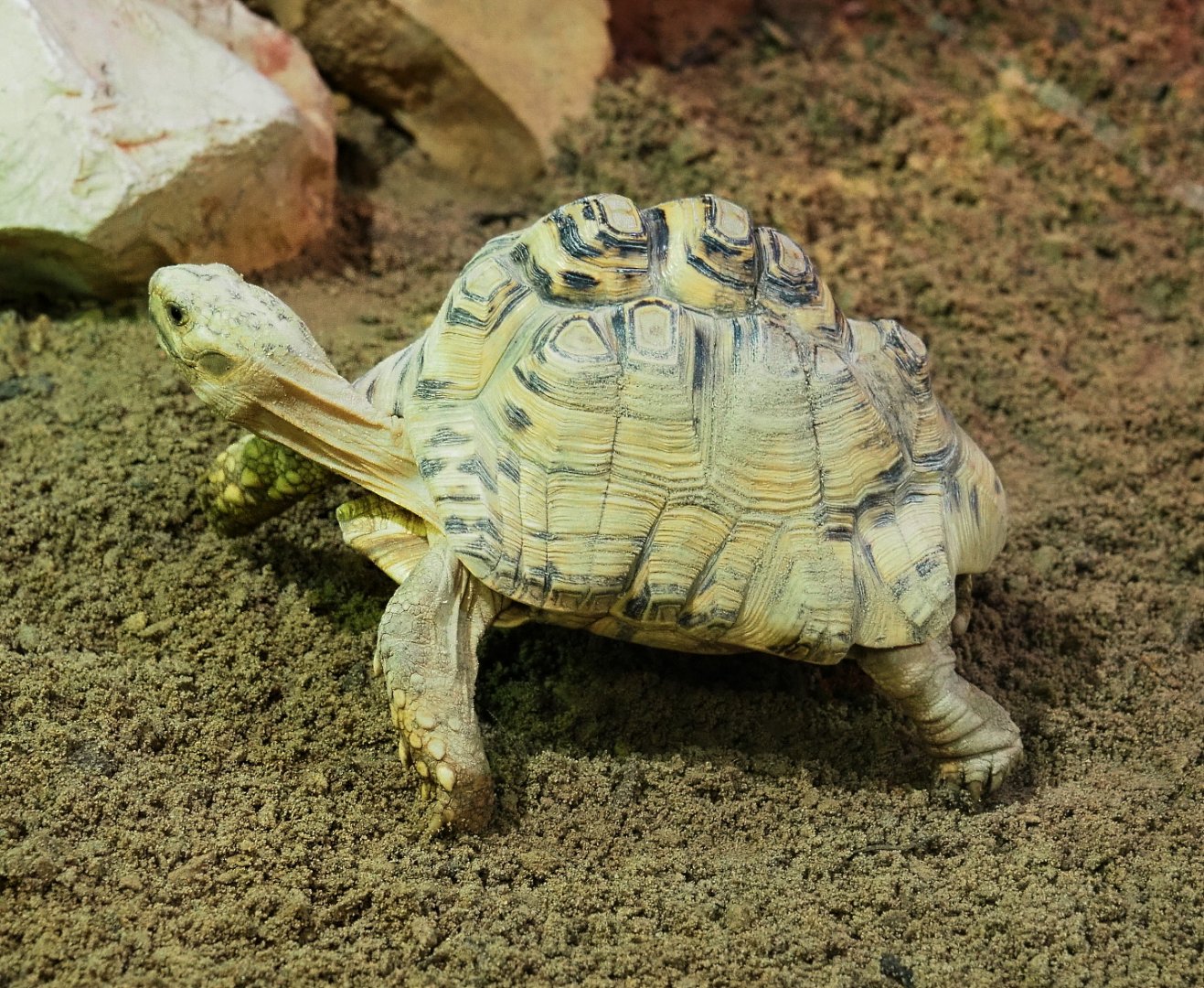 Leopard tortoise (Stigmochelys pardalis), 2021-09-03