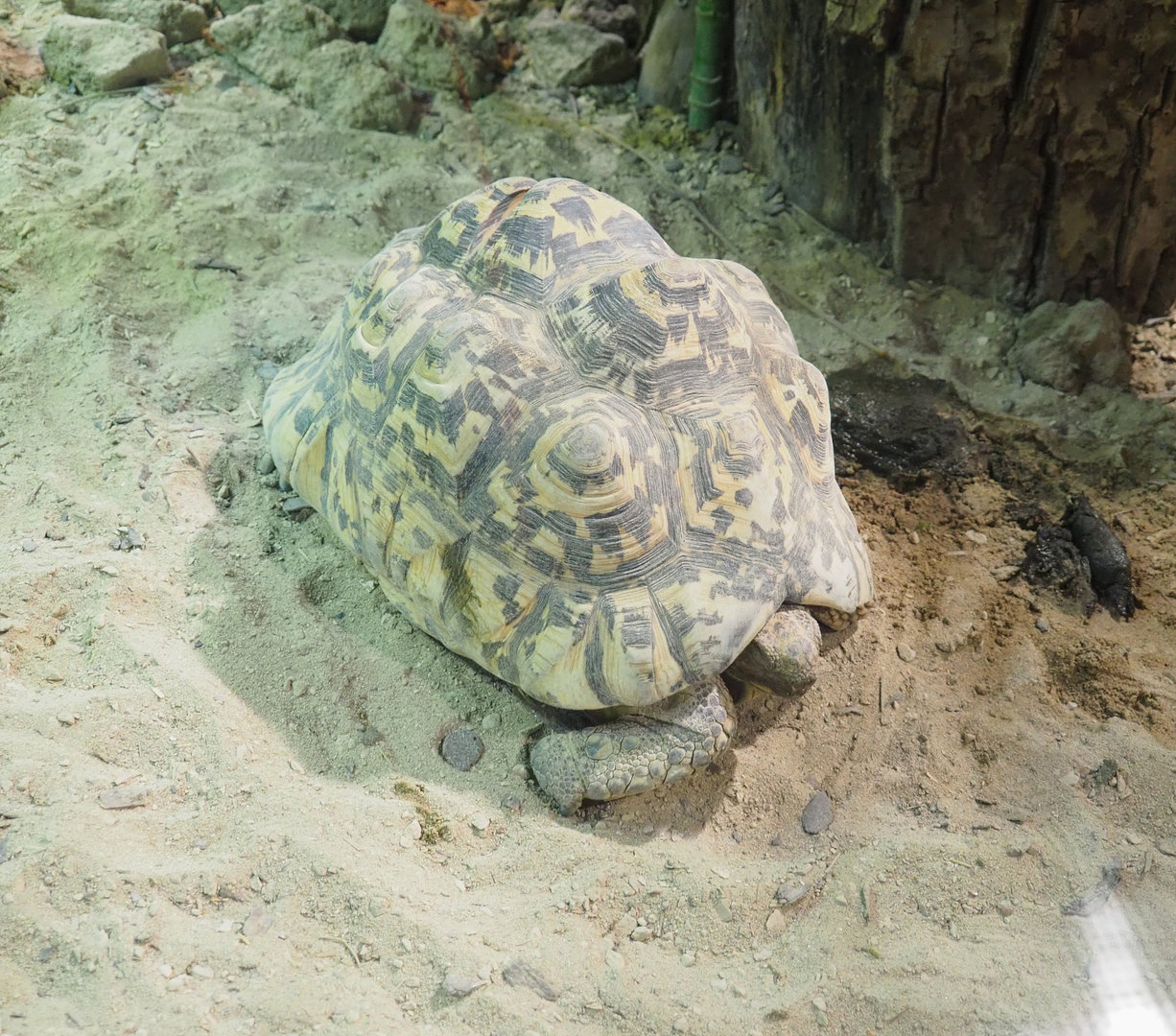 Leopard tortoise (Stigmochelys pardalis), 2022-09-14