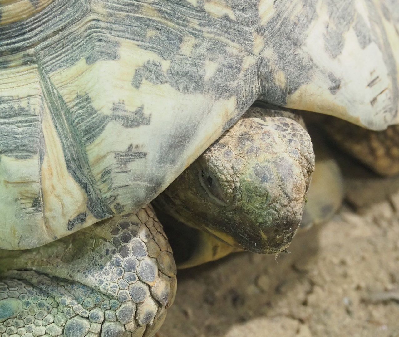 Leopard tortoise (Stigmochelys pardalis), 2022-09-14