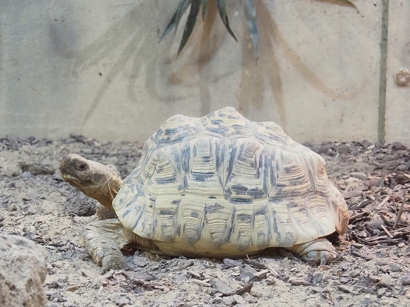 Leopard tortoise (Stigmochelys pardalis), 2023-05-15