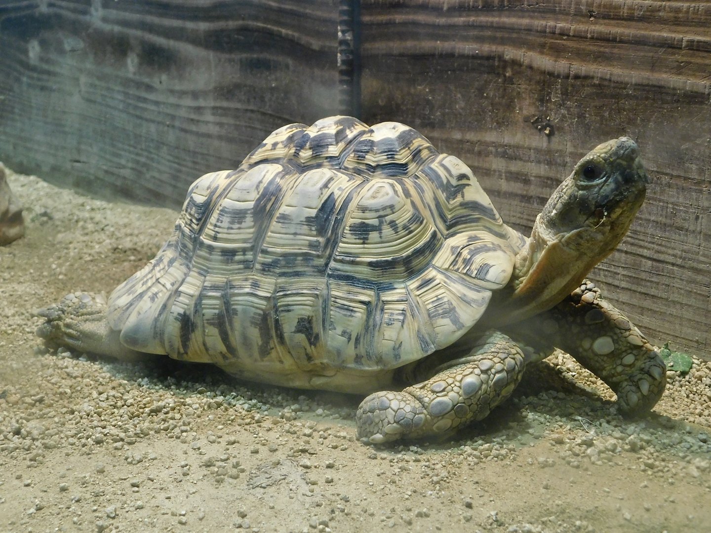 Leopard Tortoise (Stigmochelys pardalis) August 2, 2025