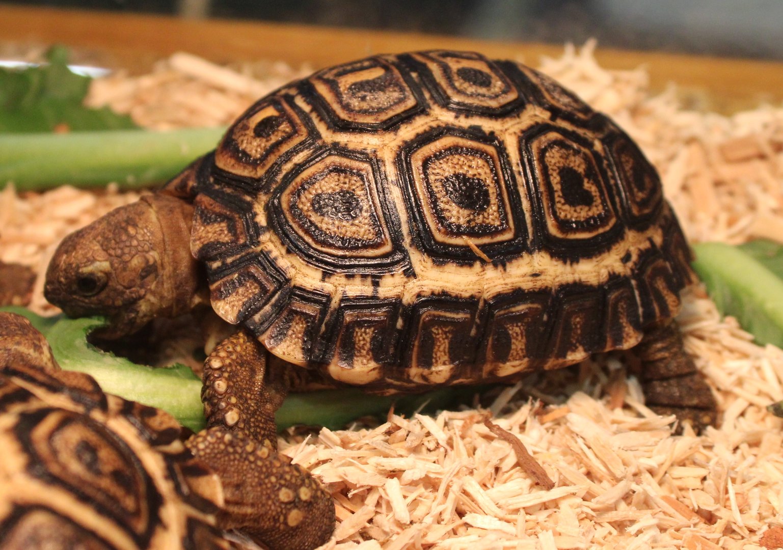 Leopard tortoise - Stigmochelys pardalis pardalis - juvenile