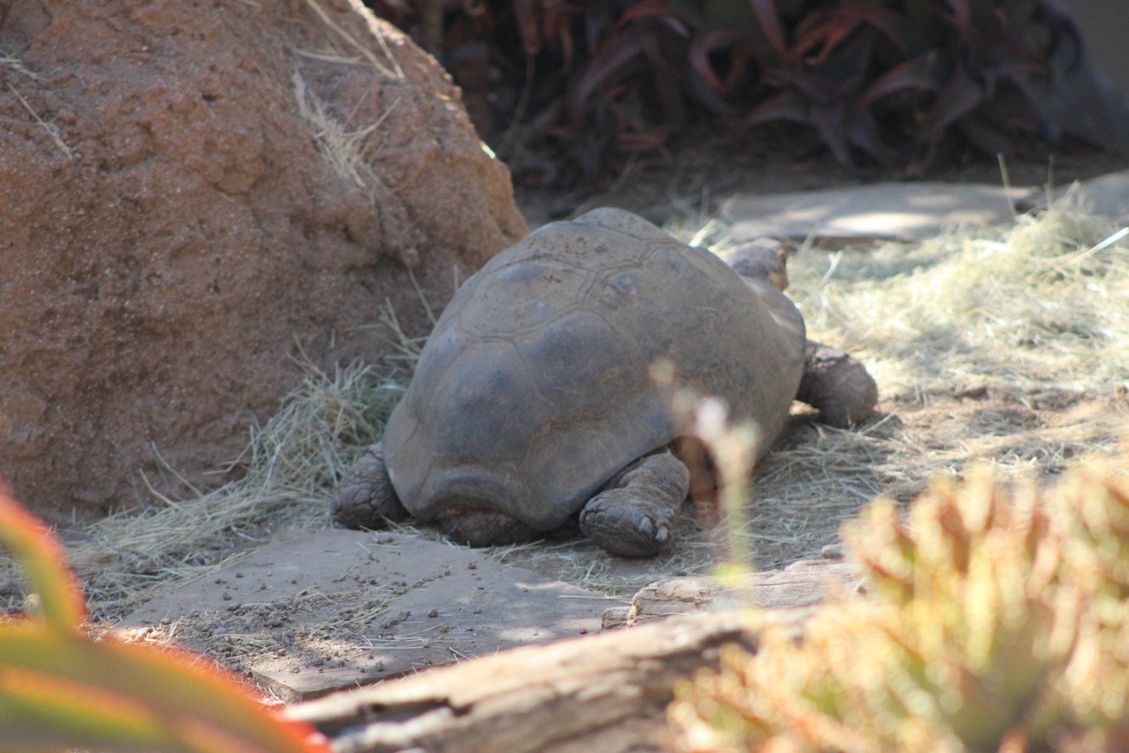 Leopard Tortoise (Stigmochelys pardalis ssp.)