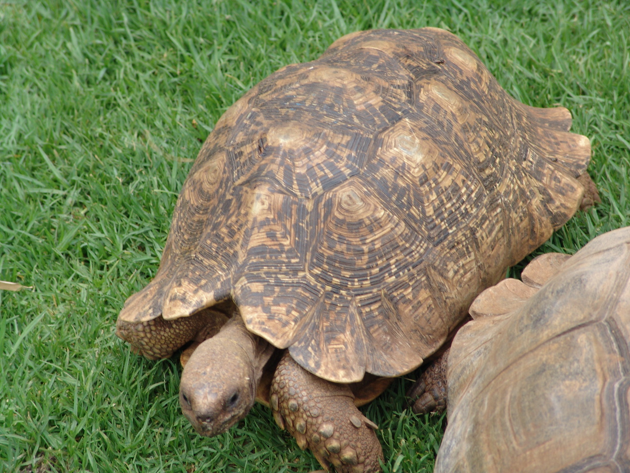 Leopard tortoise (Stigmochelys pardalis)