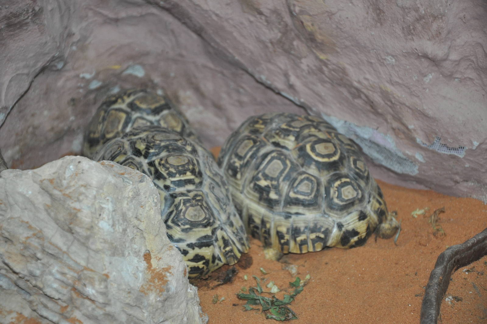 Leopard tortoise/ Stigmochelys pardalis