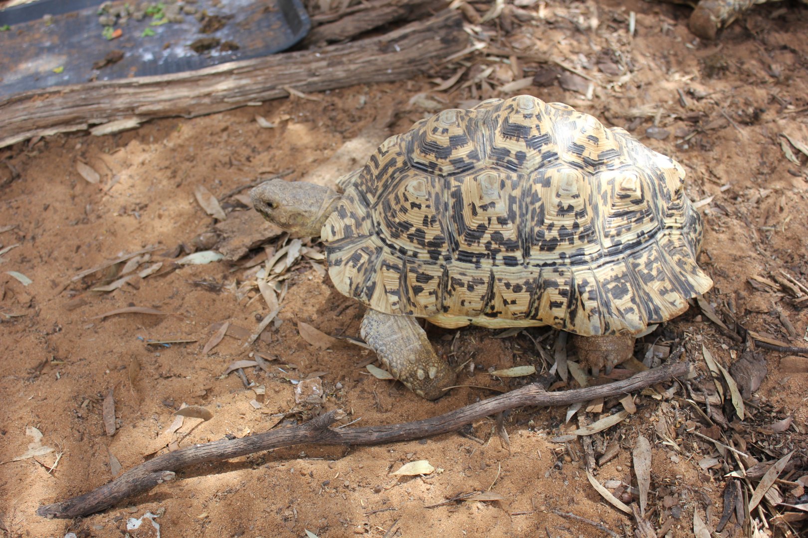 Leopard Tortoise (Stigmochelys pardalis)