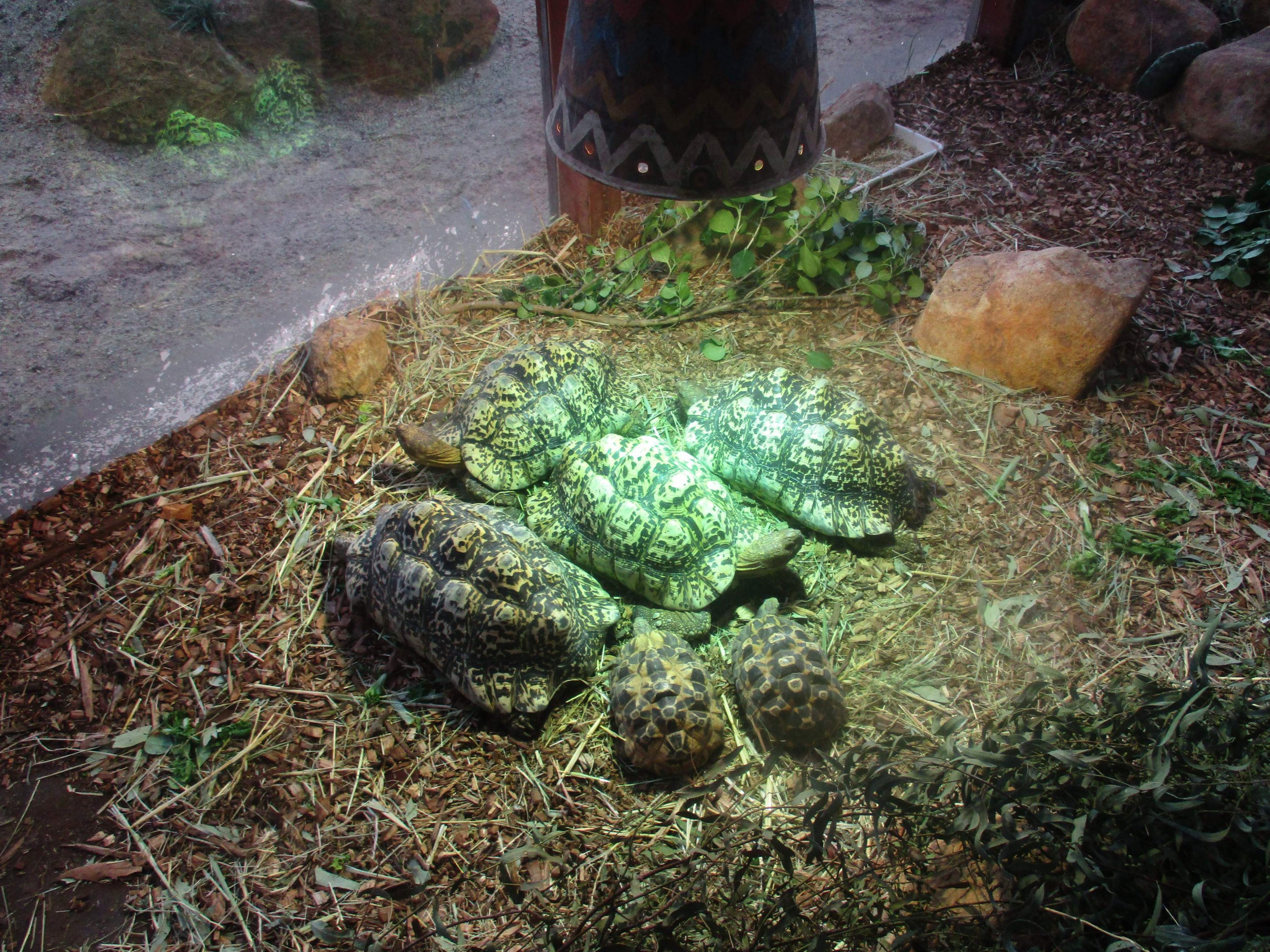 Leopard Tortoise (Stigmochelys pardalis)