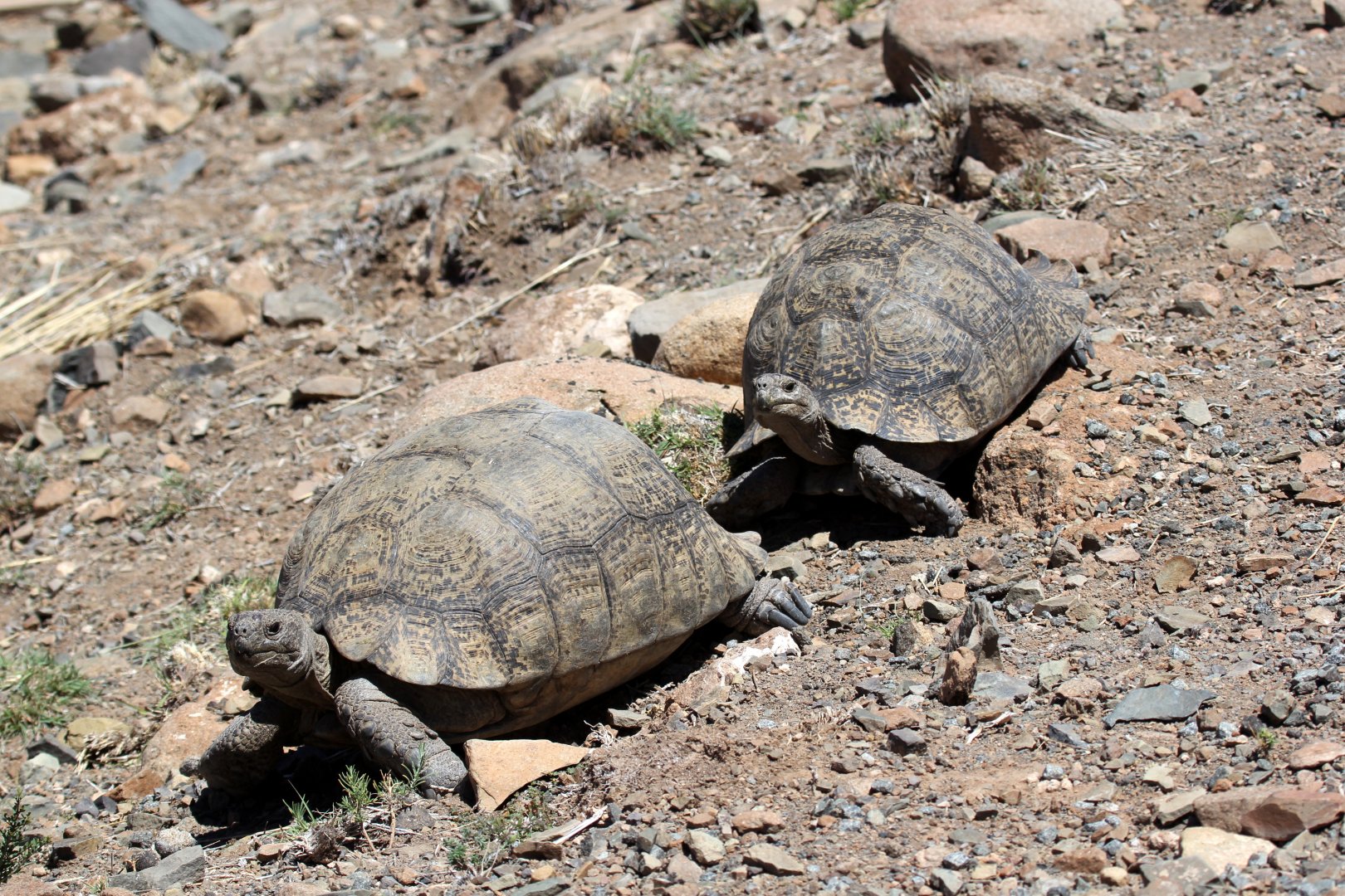 Leopard Tortoise (Stigmochelys pardalis)