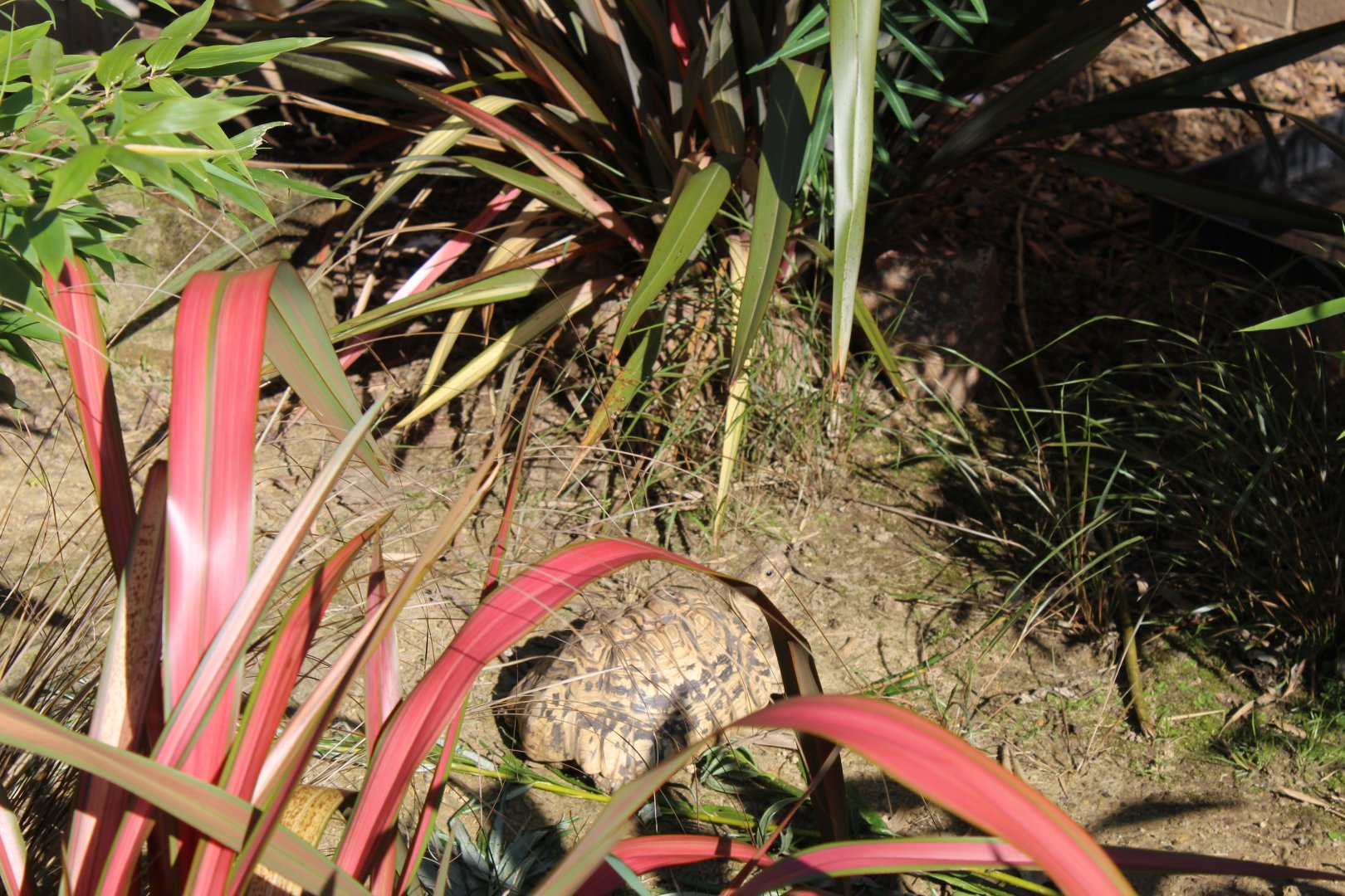 Leopard tortoise (Stigmochelys pardalis)