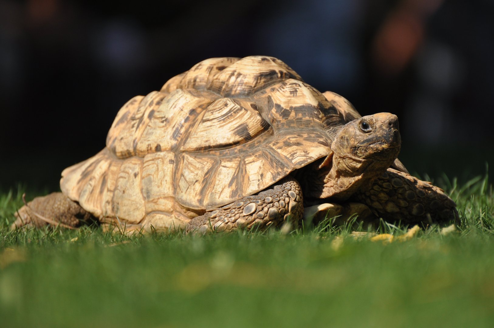 Leopard tortoise (Stigmochelys pardalis)