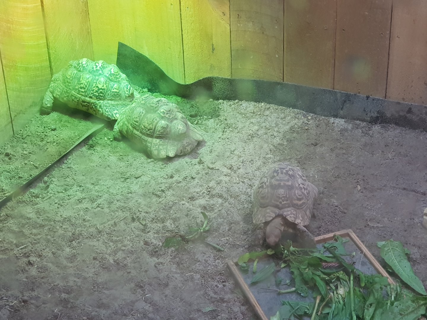 Leopard tortoise (Stigmochelys pardalis)