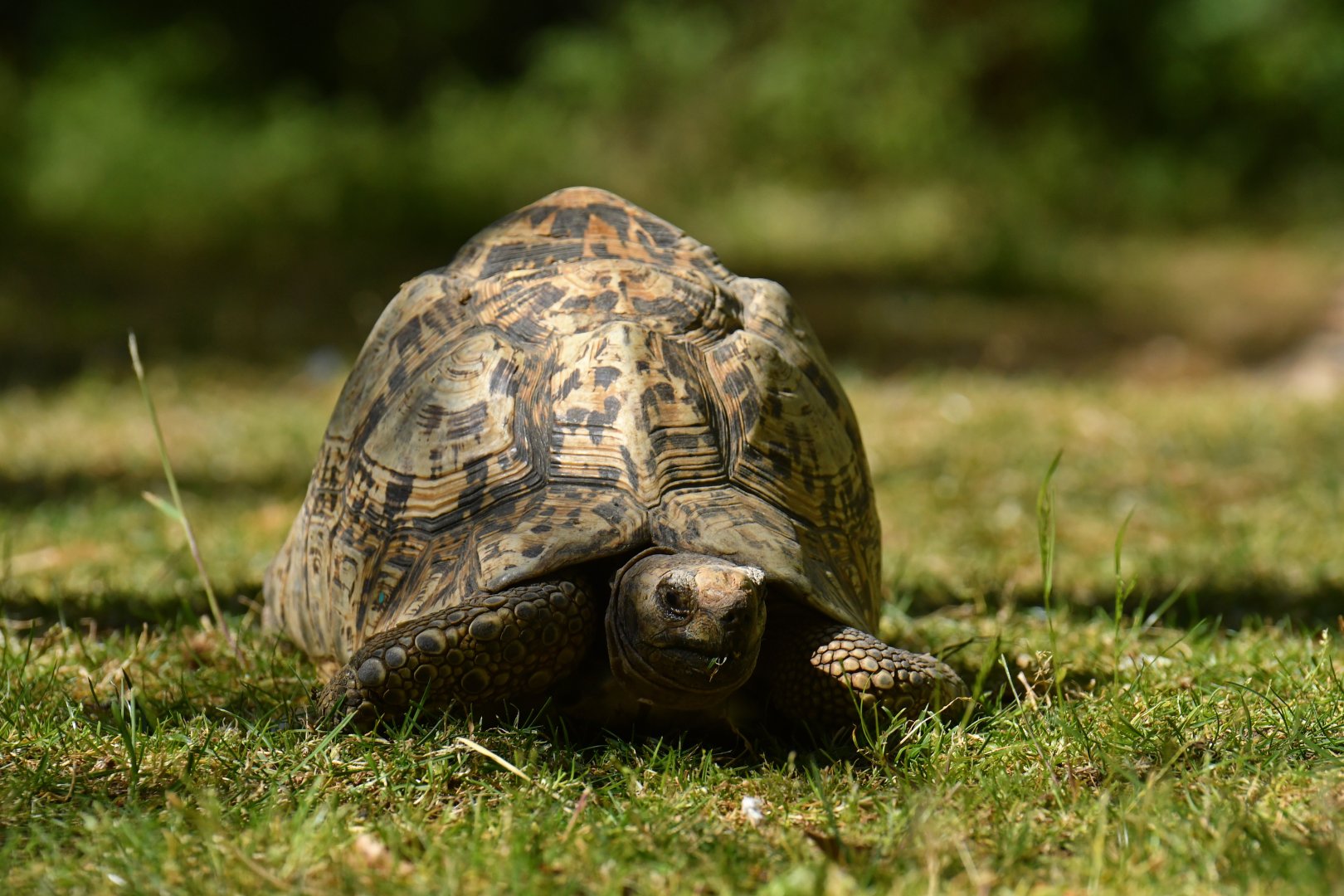 Leopard tortoise (Stigmochelys pardalis)