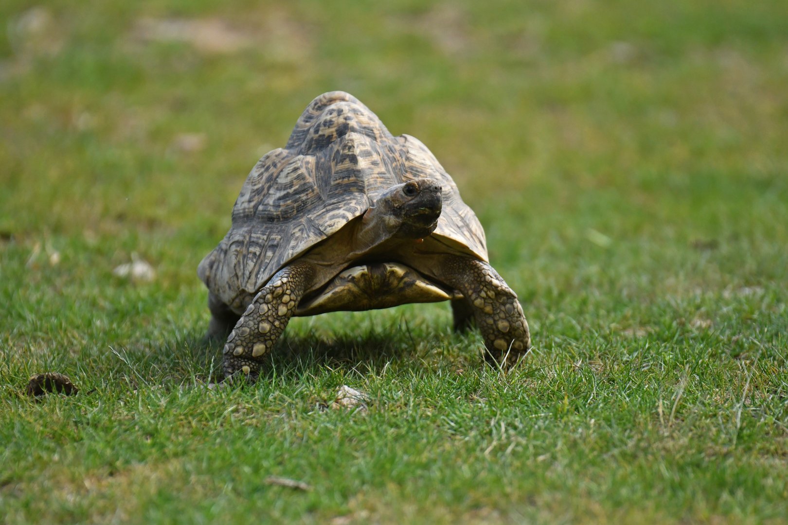 Leopard tortoise (Stigmochelys pardalis)