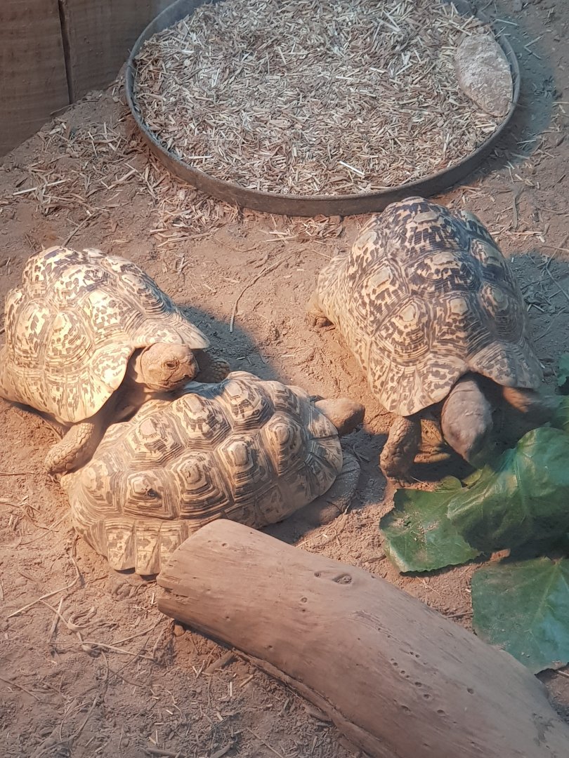 Leopard tortoise (Stigmochelys pardalis)