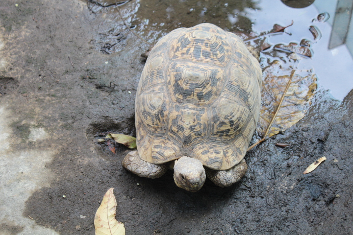 Leopard tortoise (Stigmochelys pardalis)