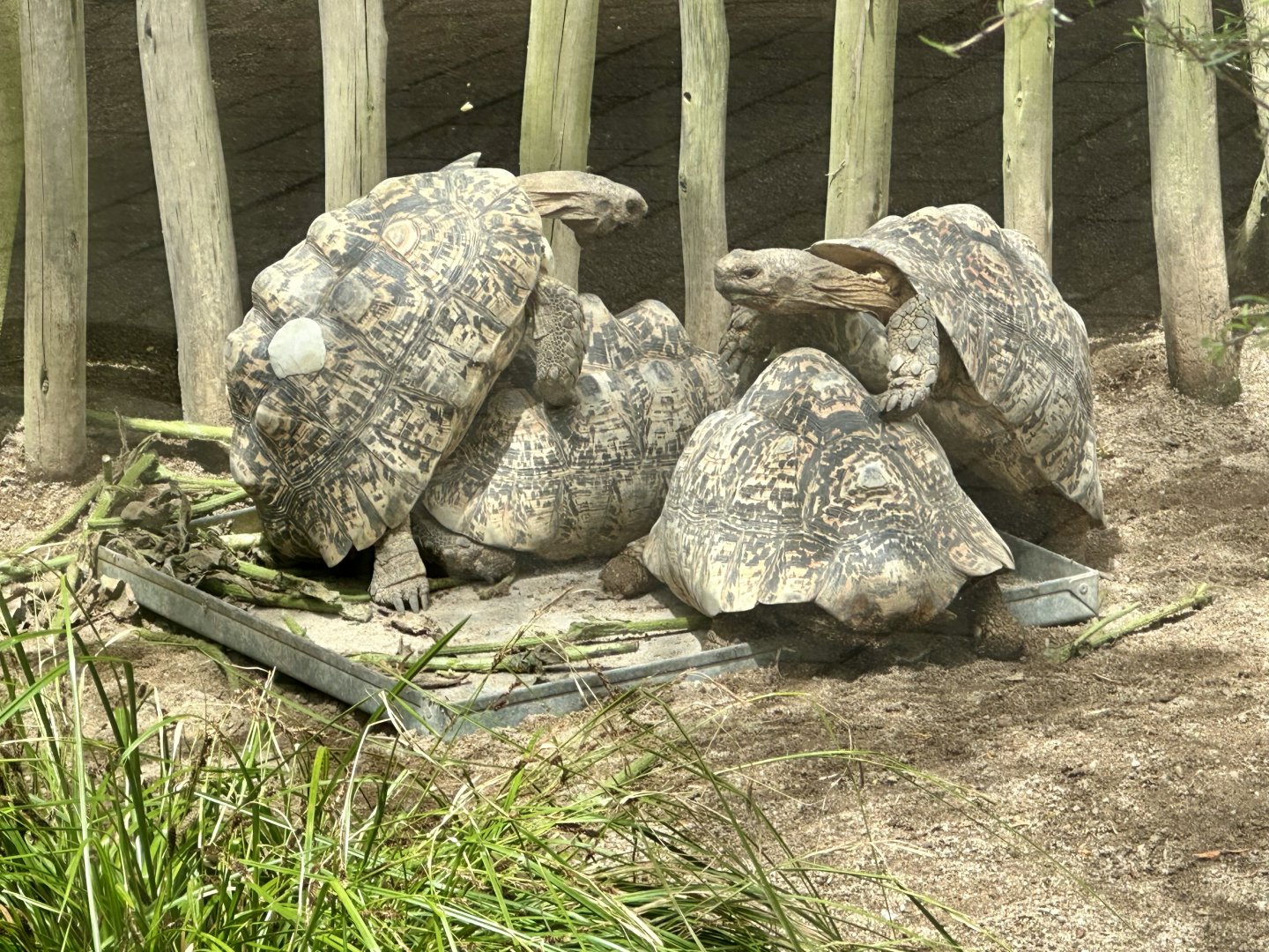 Leopard tortoise (Stigmochelys pardalis)