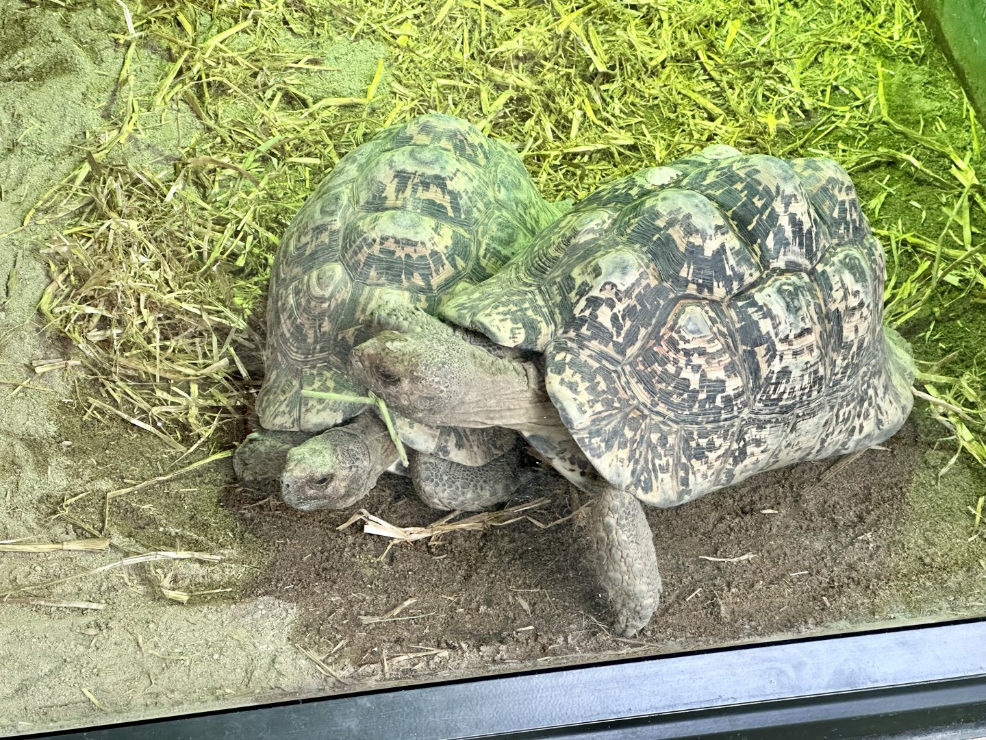 Leopard tortoise (Stigmochelys pardalis)