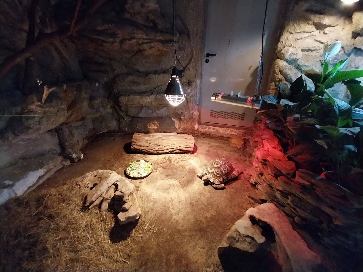 Leopard Tortoise (Stigmochelys pardalis)