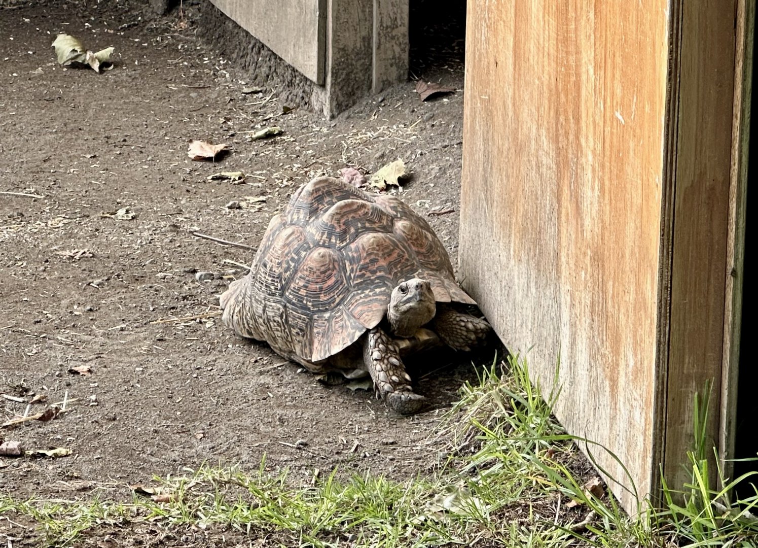 Leopard tortoise (Stigmochelys pardalis)