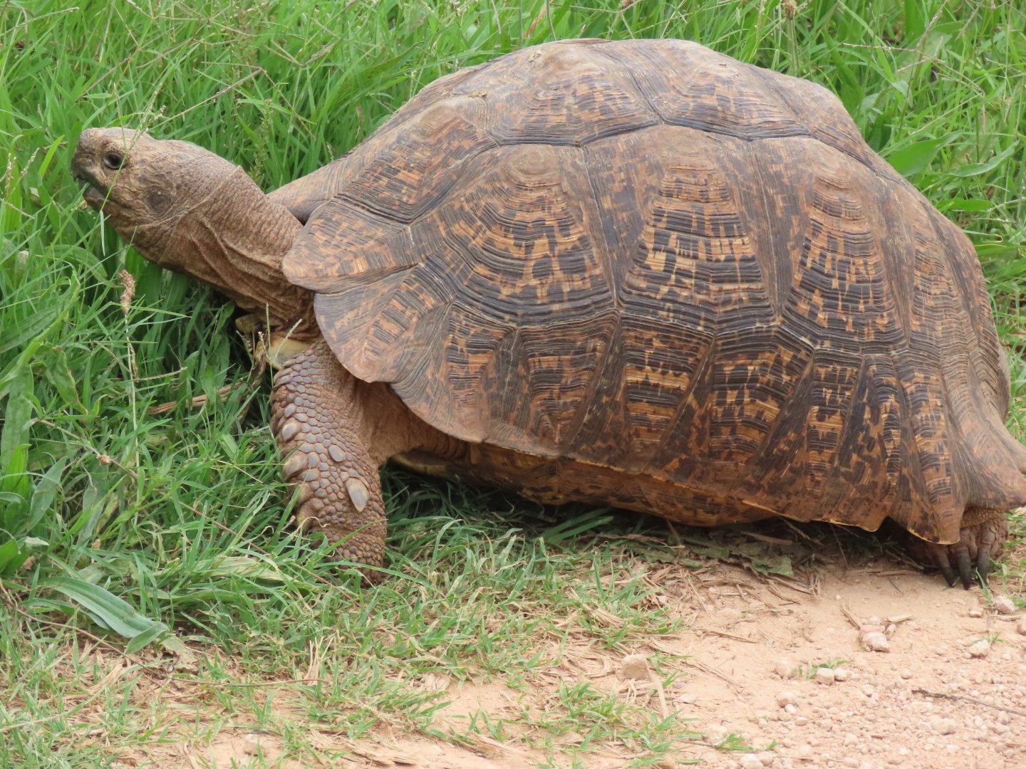 Leopard tortoise (Stigmochelys pardalis)