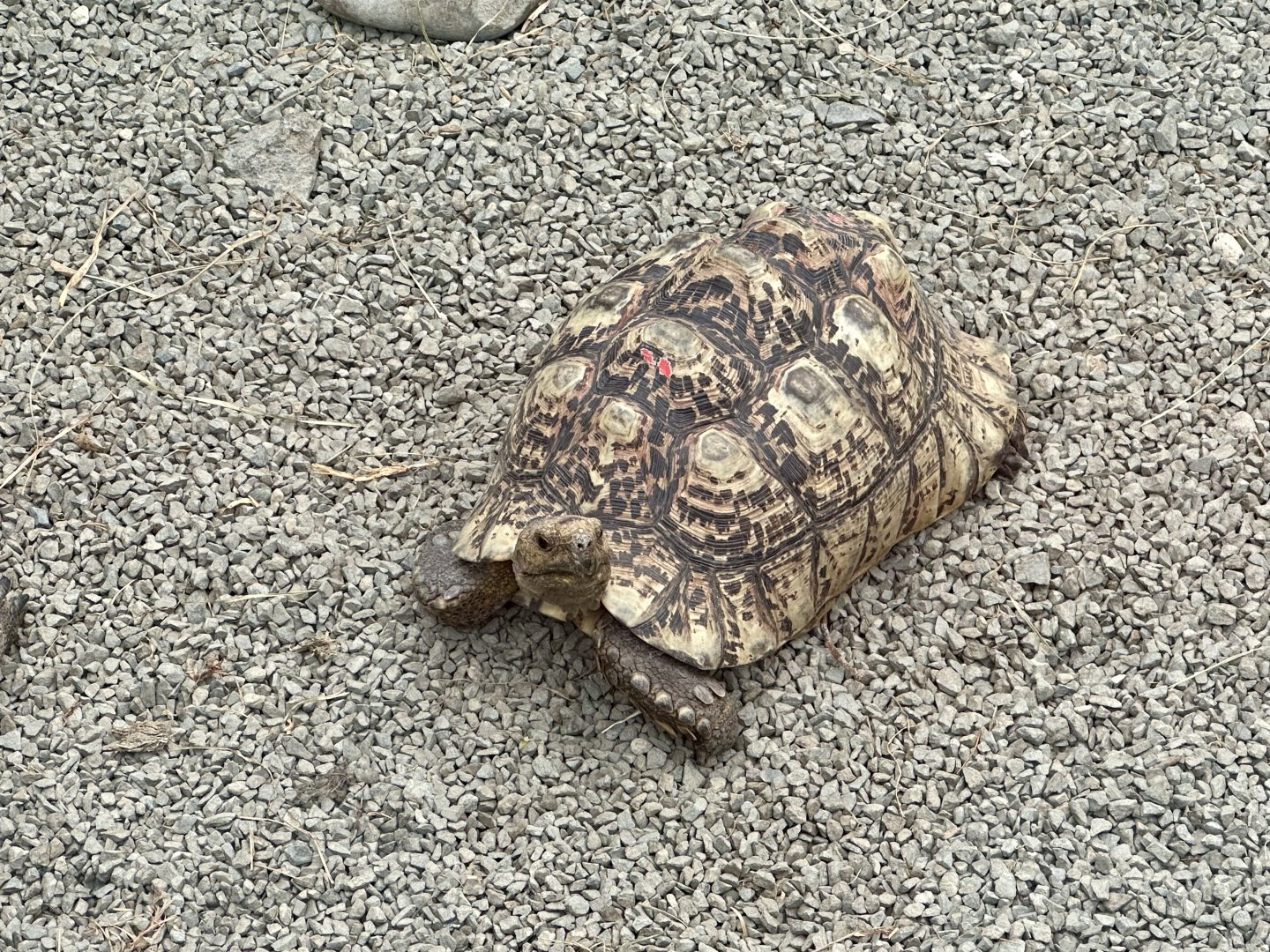 Leopard tortoise (Stigmochelys pardalis)