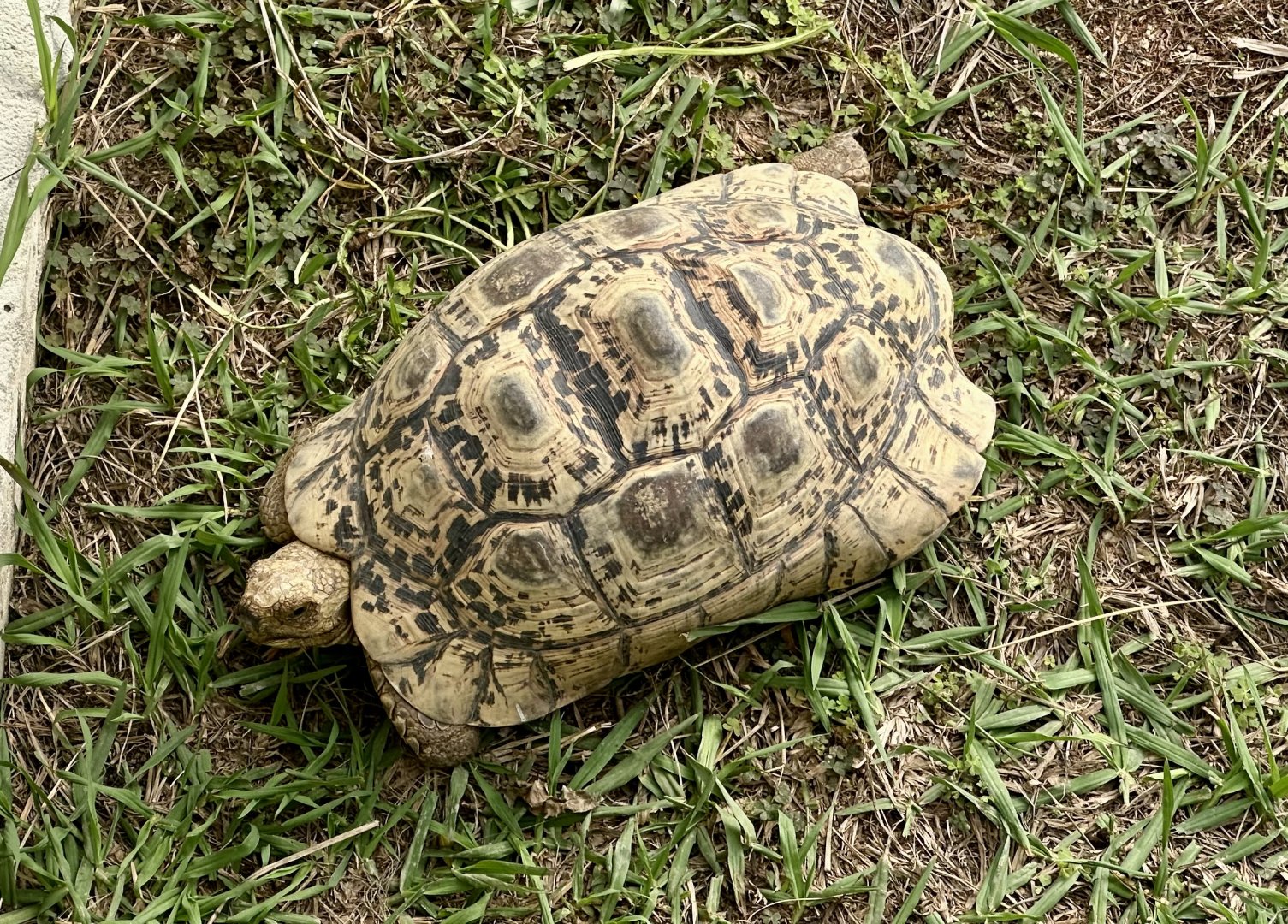 Leopard tortoise (Stigmochelys pardalis)