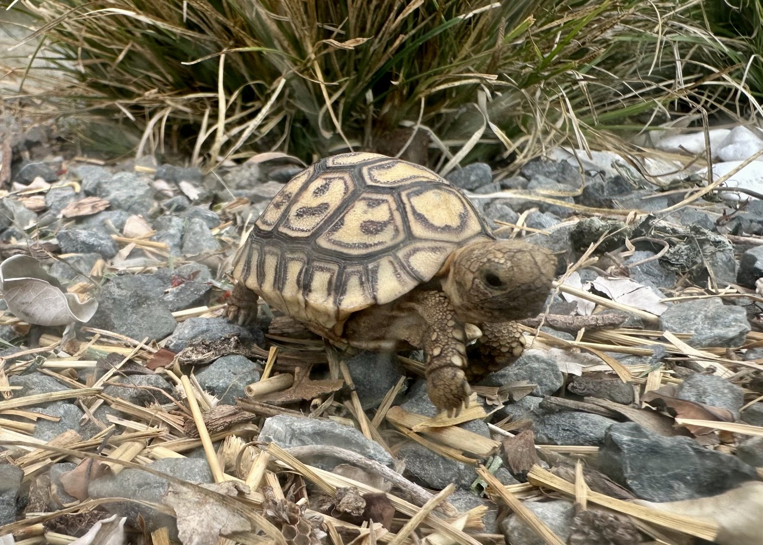 Leopard tortoise (Stigmochelys pardalis)