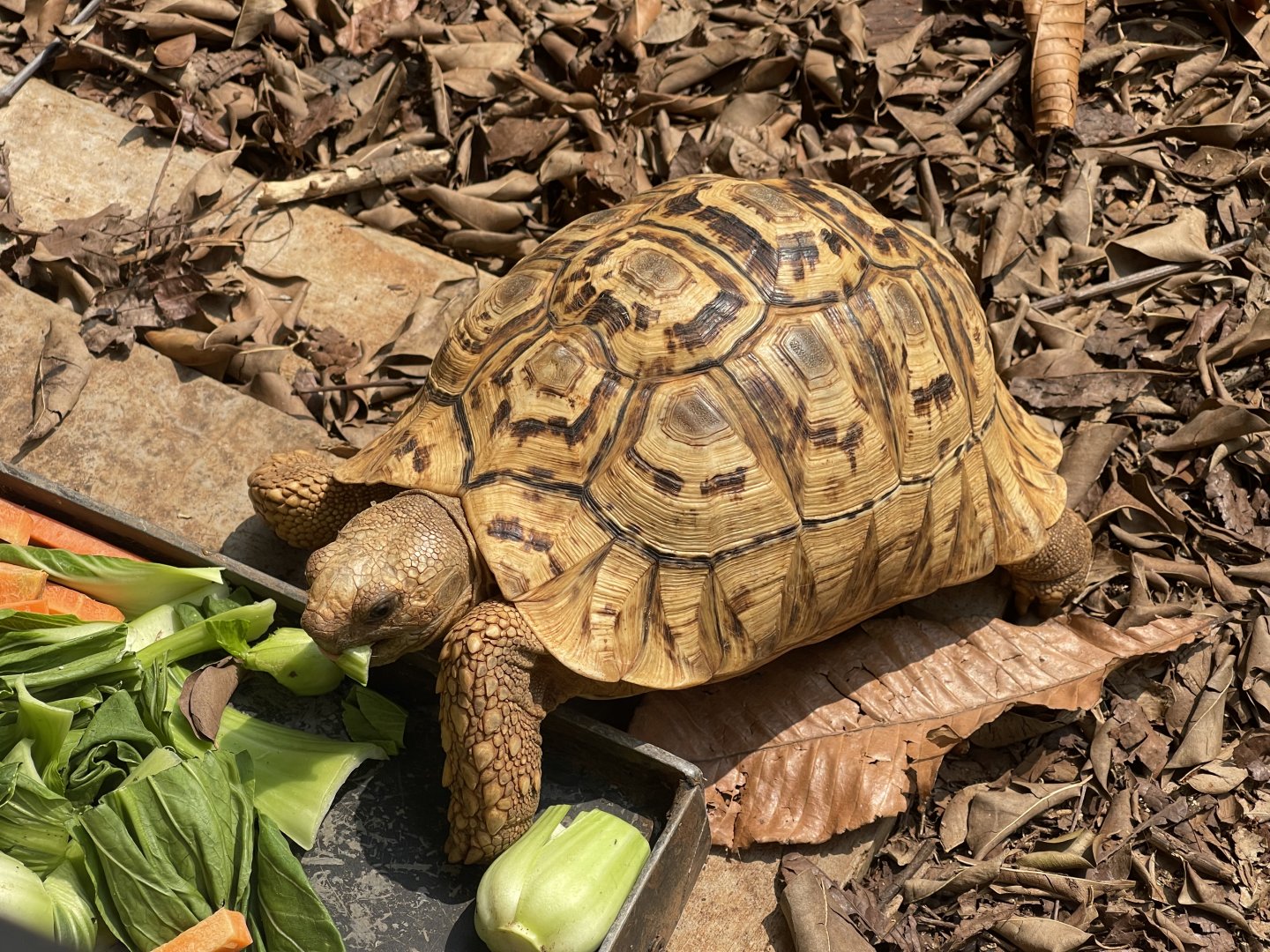 leopard tortoise (stigmochelys pardalis)