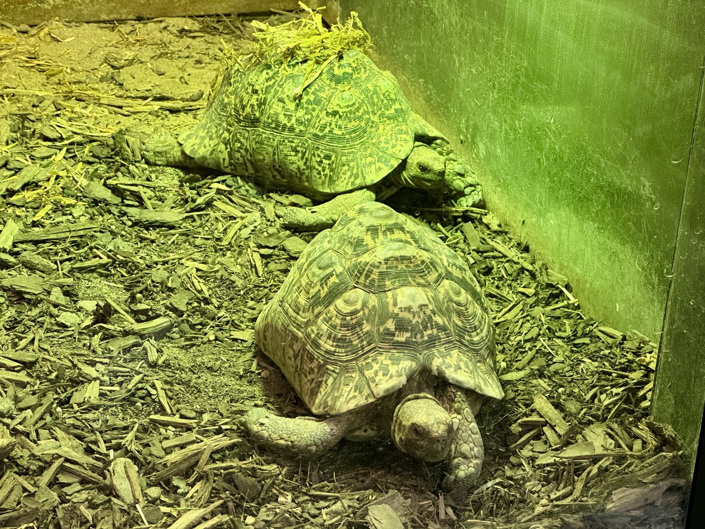 Leopard tortoise (Stigmochelys pardalis)