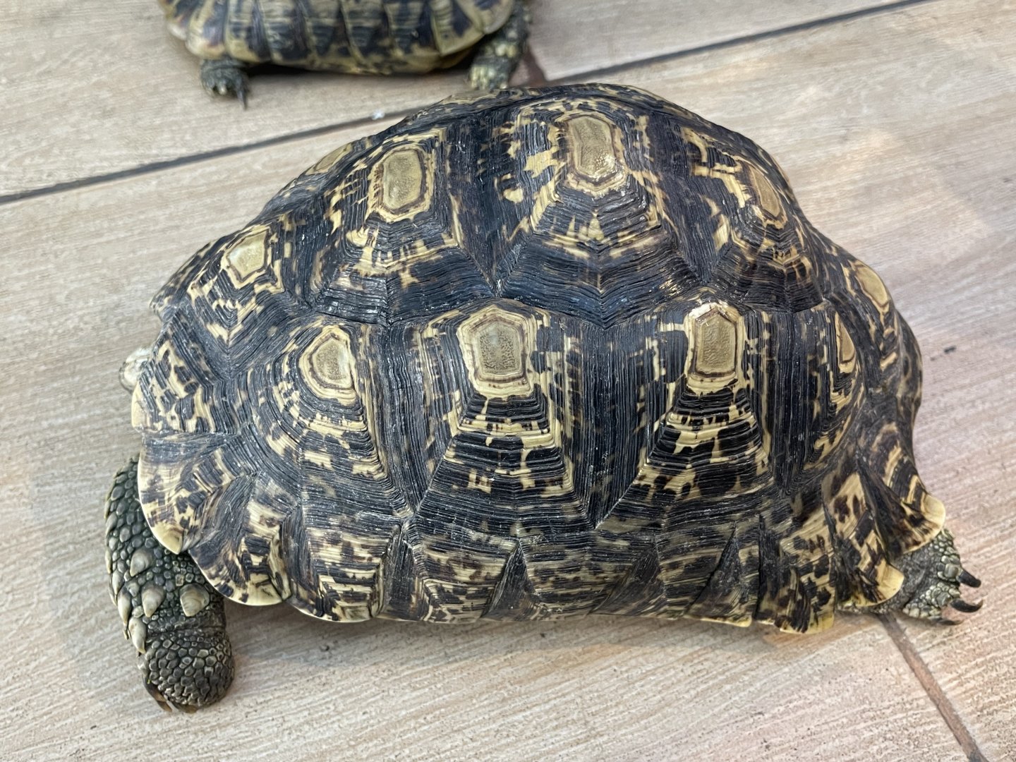 leopard tortoise (stigmochelys pardalis)
