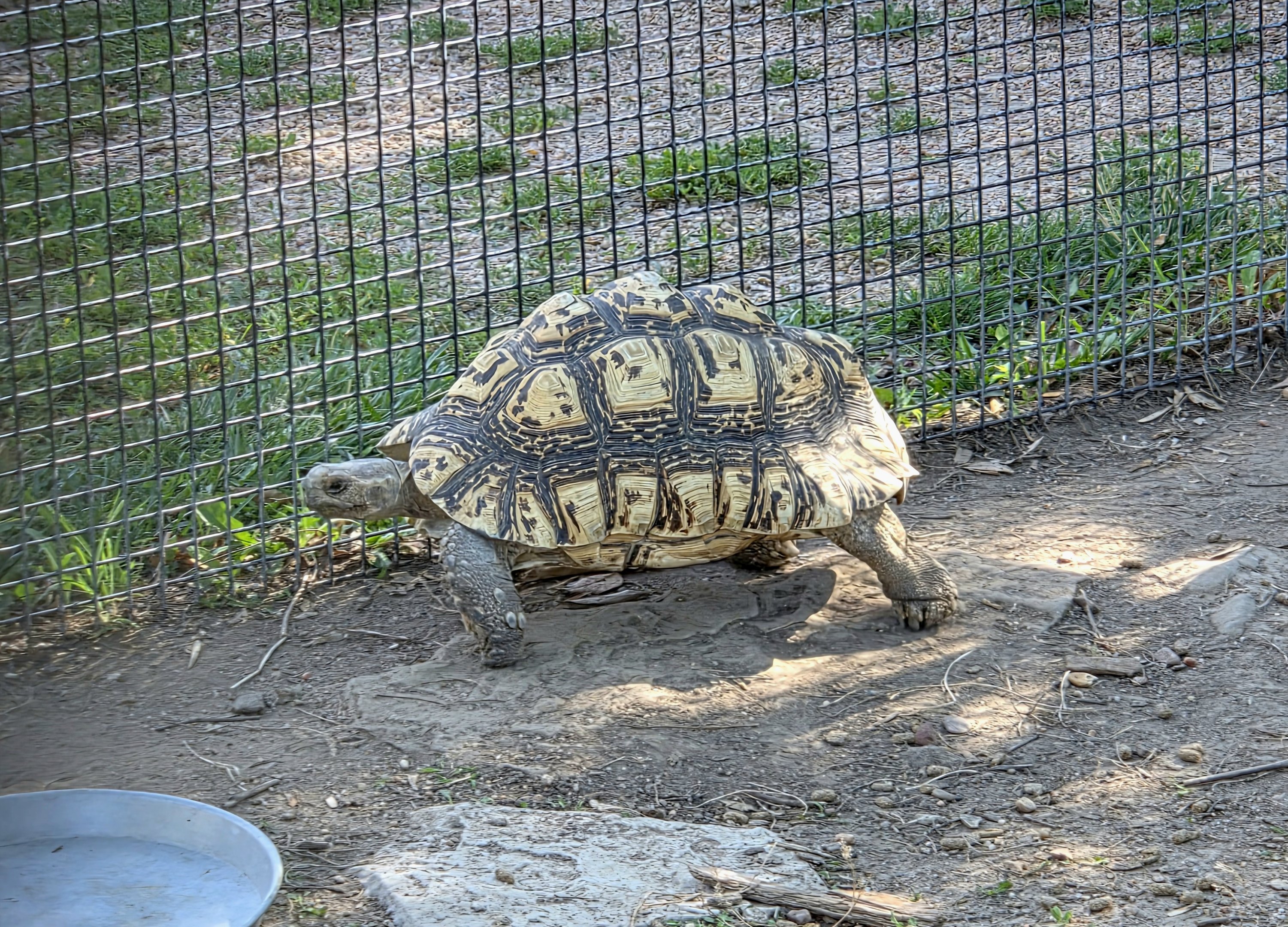 Leopard Tortoise-Tanganyika Wildlife Park