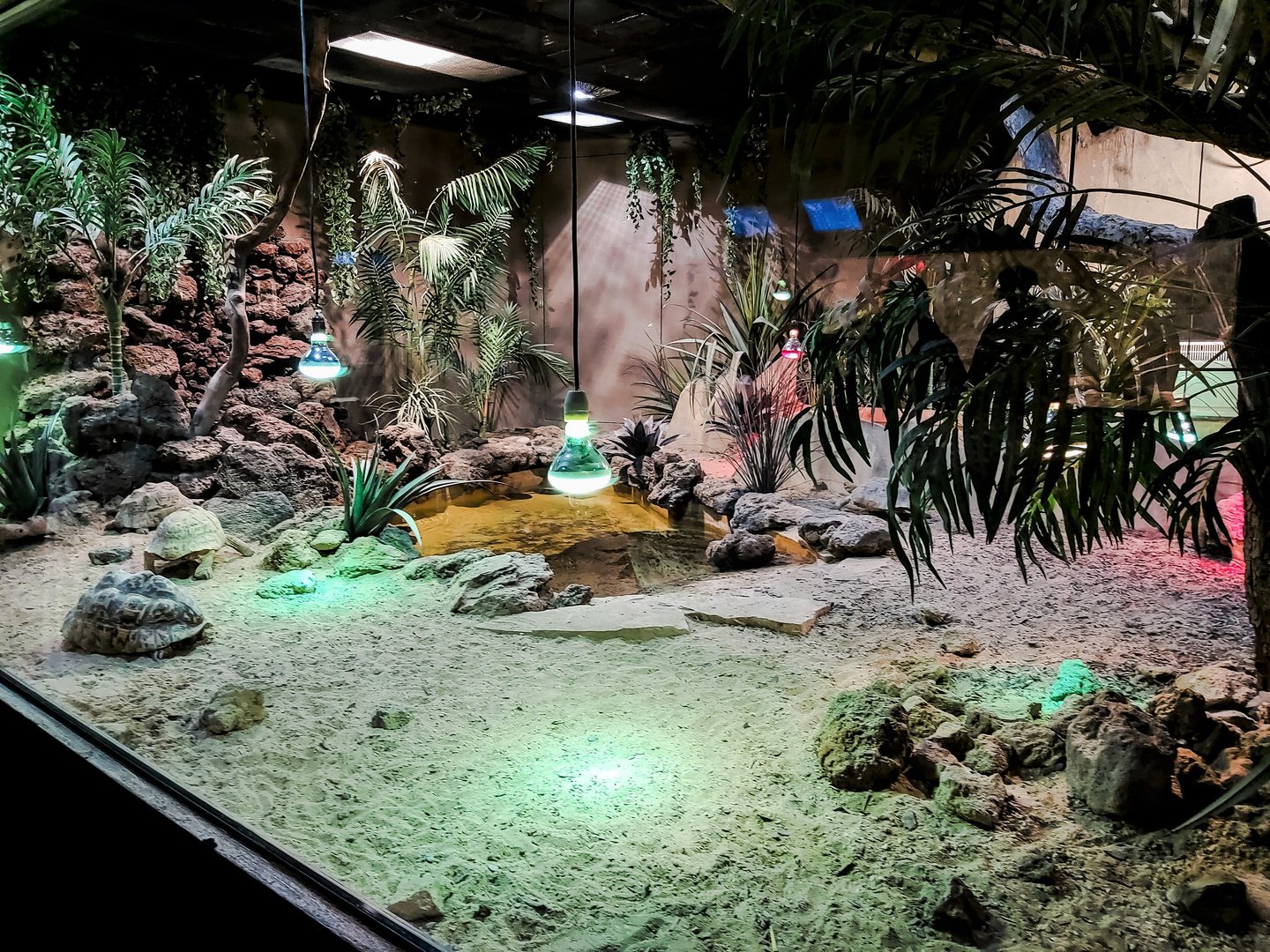 Leopard tortoise terrarium