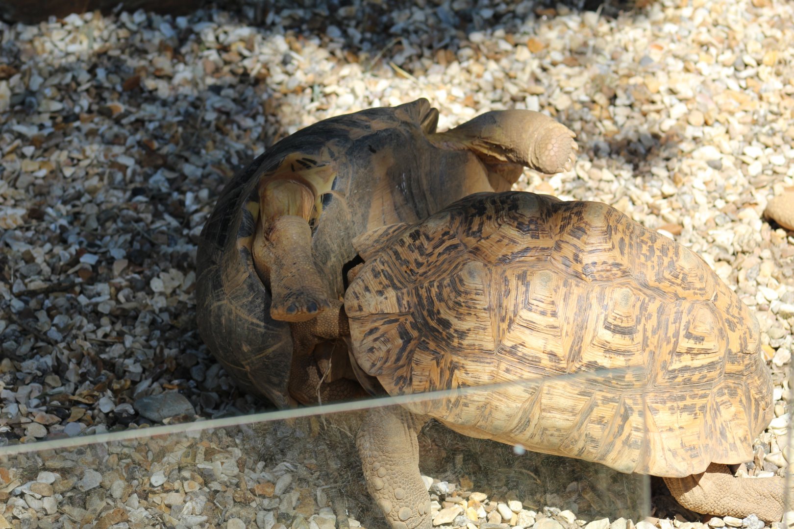 Leopard Tortoise vs Radiated Tortoise